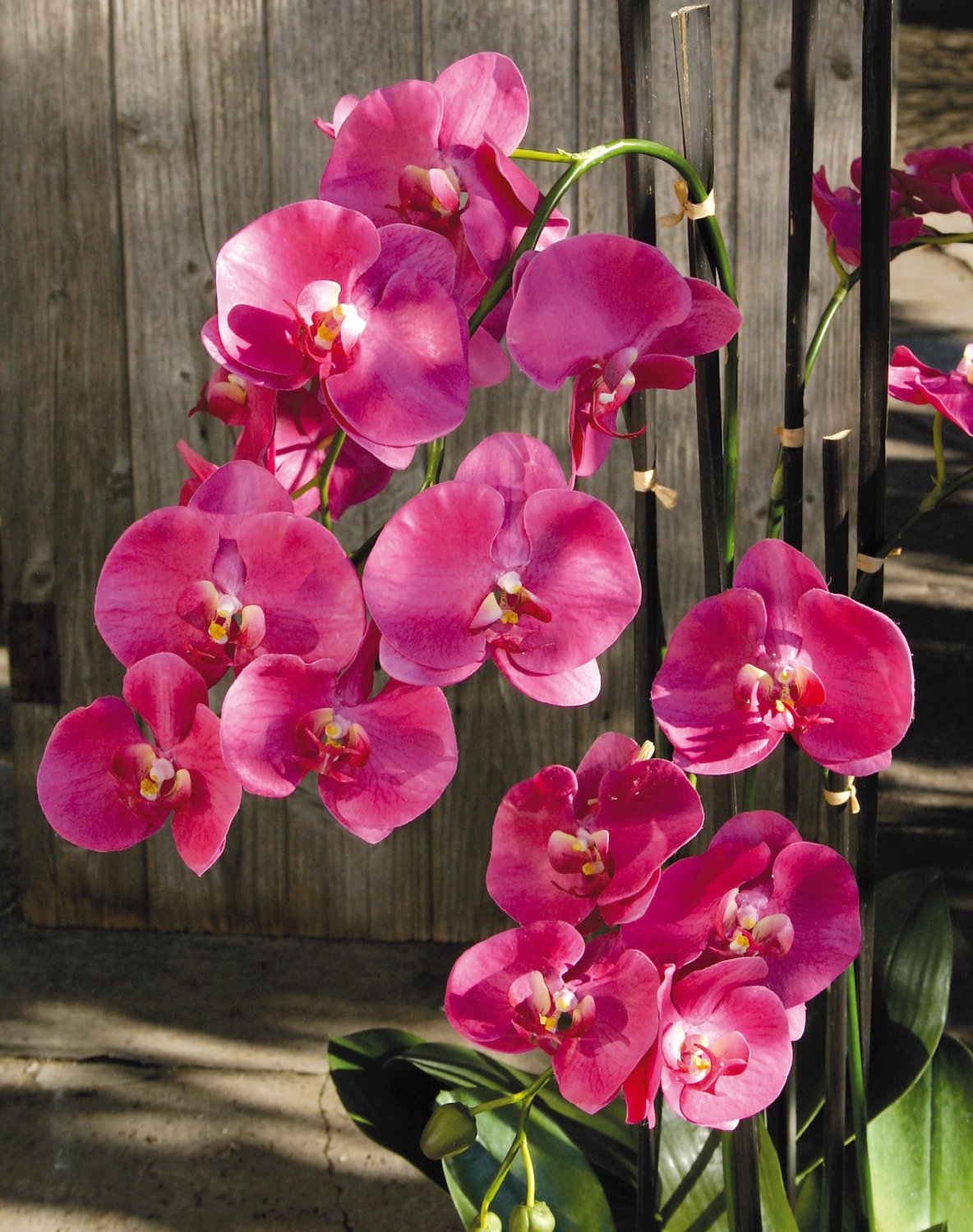 K Nstliche Orchidee Phalaenopsis Fach Getopft Cm Real Touch