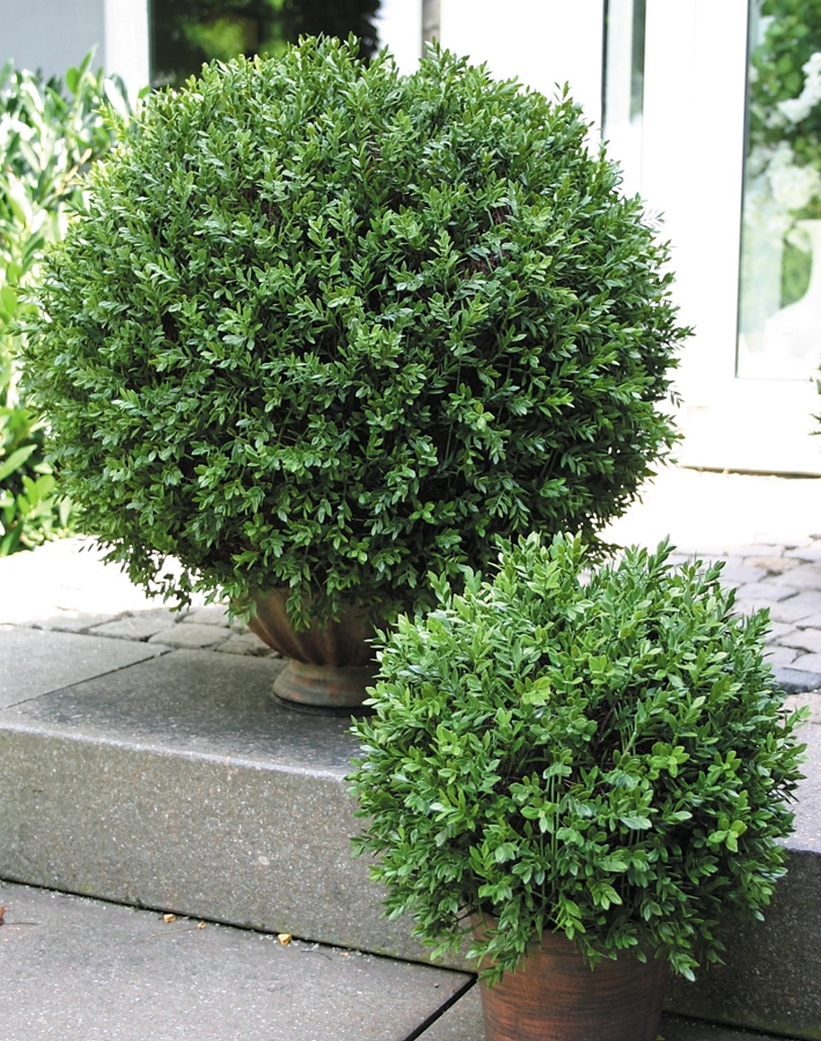 Buchsbaumkugel Kunststoff, aus grün Künstliche cm, getopft, 60