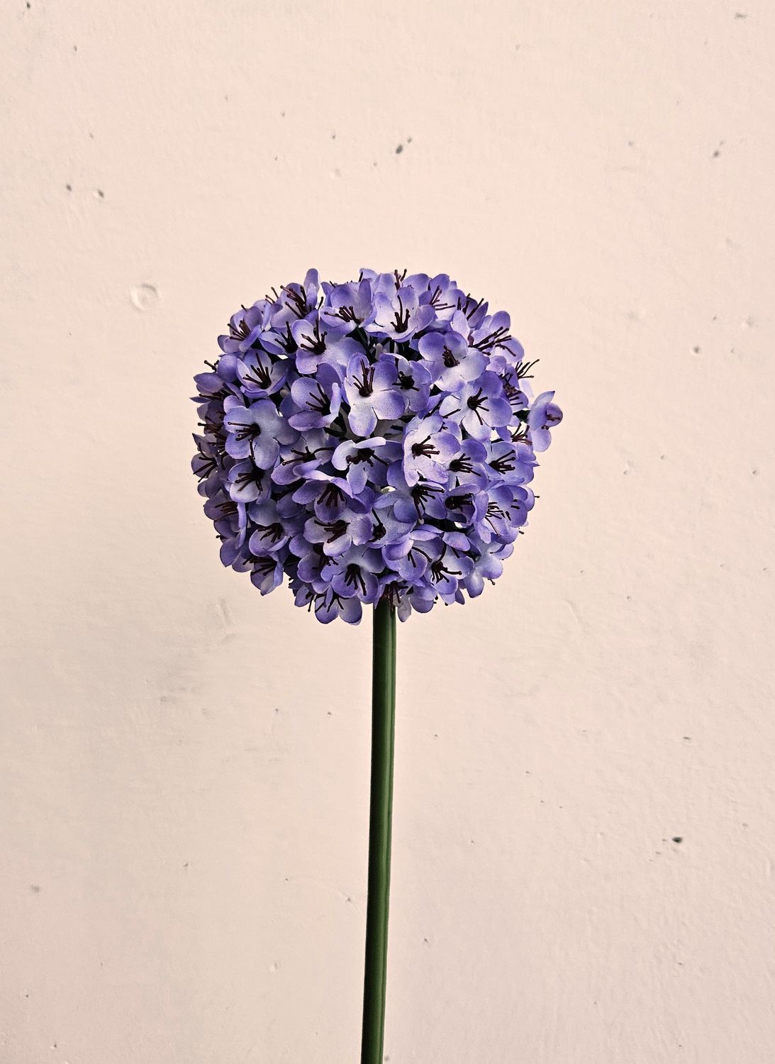 Allium artificiale, 68 cm, viola scuro