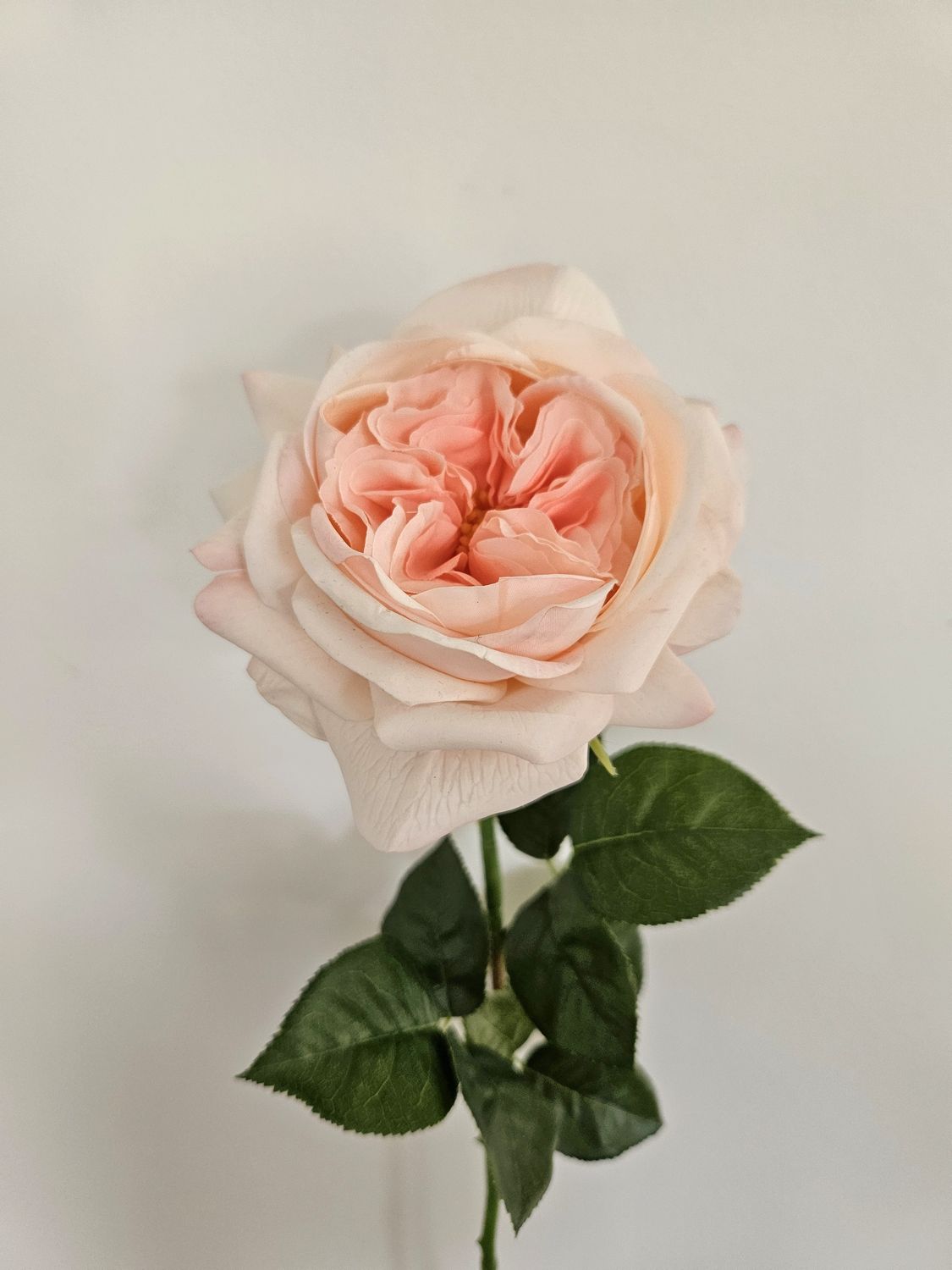 Rosa artificiale inglese, 65 cm, Real Touch Soft, rosa chiaro