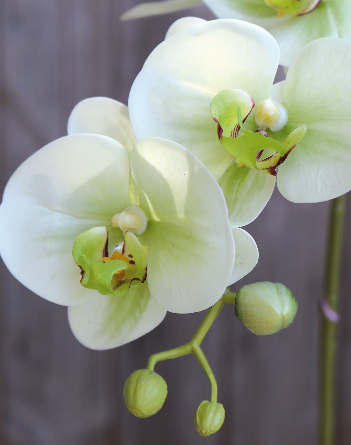 Touch creme-grün 64 cm, Phalaenopsis, Orchidee Real Künstliche Soft,