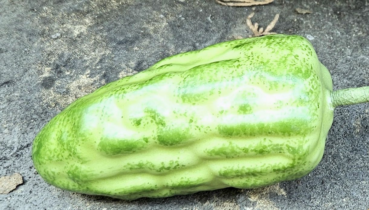 Cacao artificiale, 13 cm (frutto 11 cm), verde-giallo