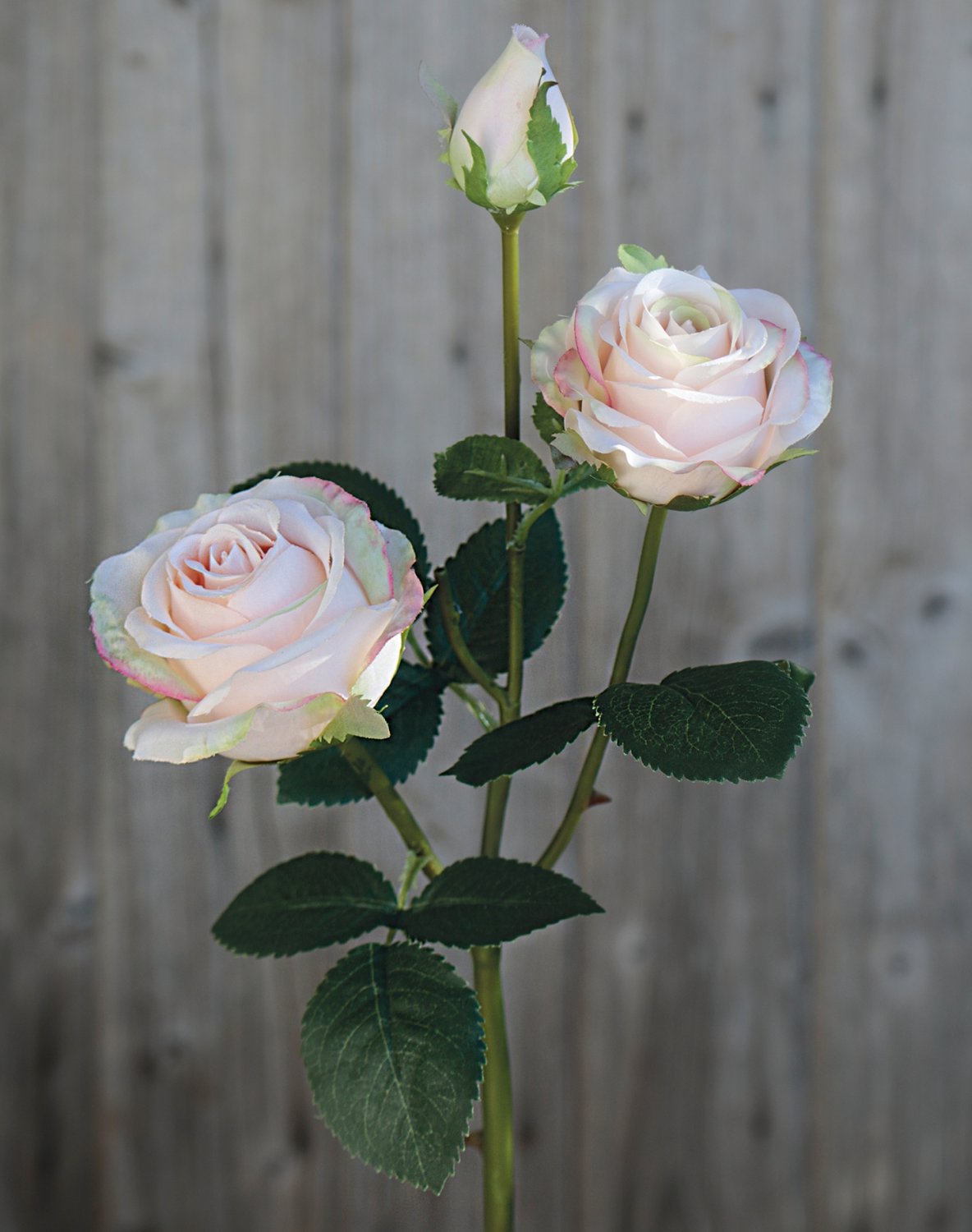 False rose, 2 flowers, 1 bud, 57 cm, antique-light pink