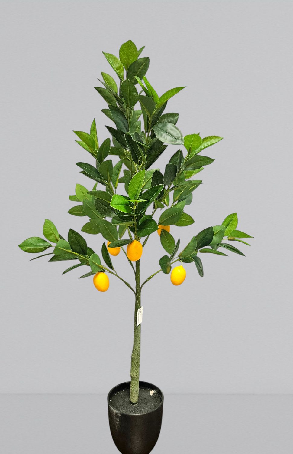 Unechter Zitronenbaum, getopft, 80 cm, grün-gelb