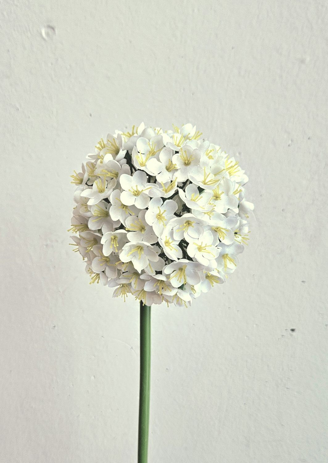 Allium artificiale, 68 cm, bianco