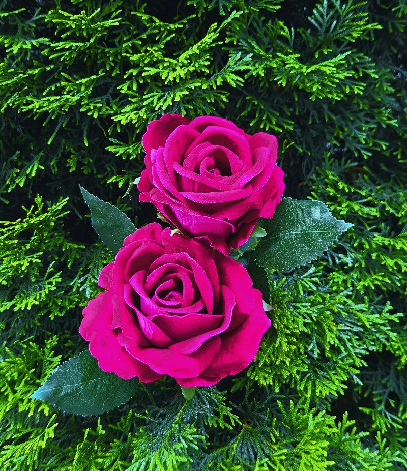 Unechte Samtrose, Blüte mit Ø 13 cm, 75 cm, rot-pink