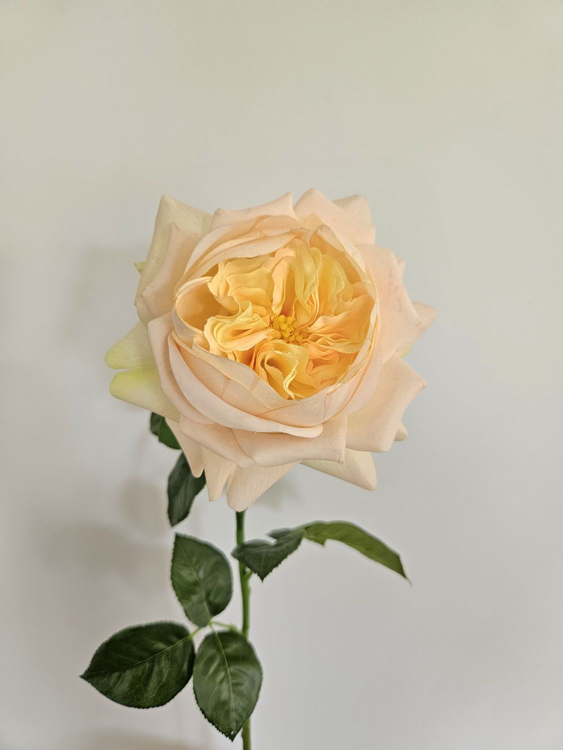 Rosa artificiale inglese, 65 cm, Real Touch Soft, albicocca