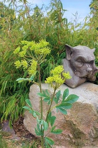 Achillea artificiale, 74 cm, verde