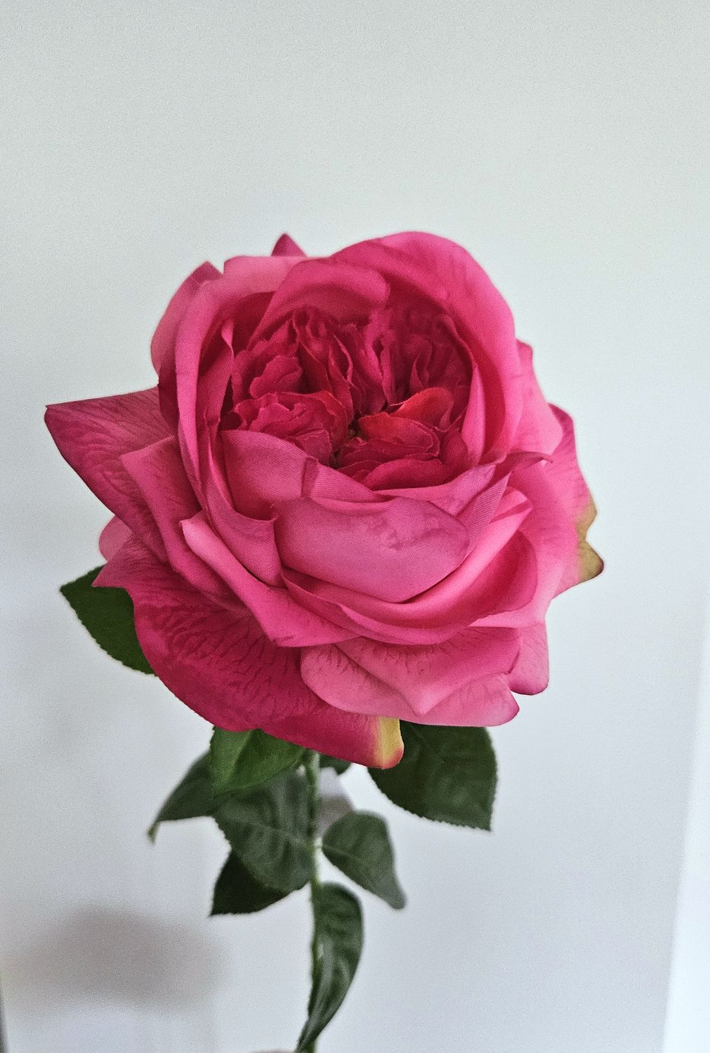 Rosa artificiale inglese, 65 cm, Real Touch Soft, fucsia