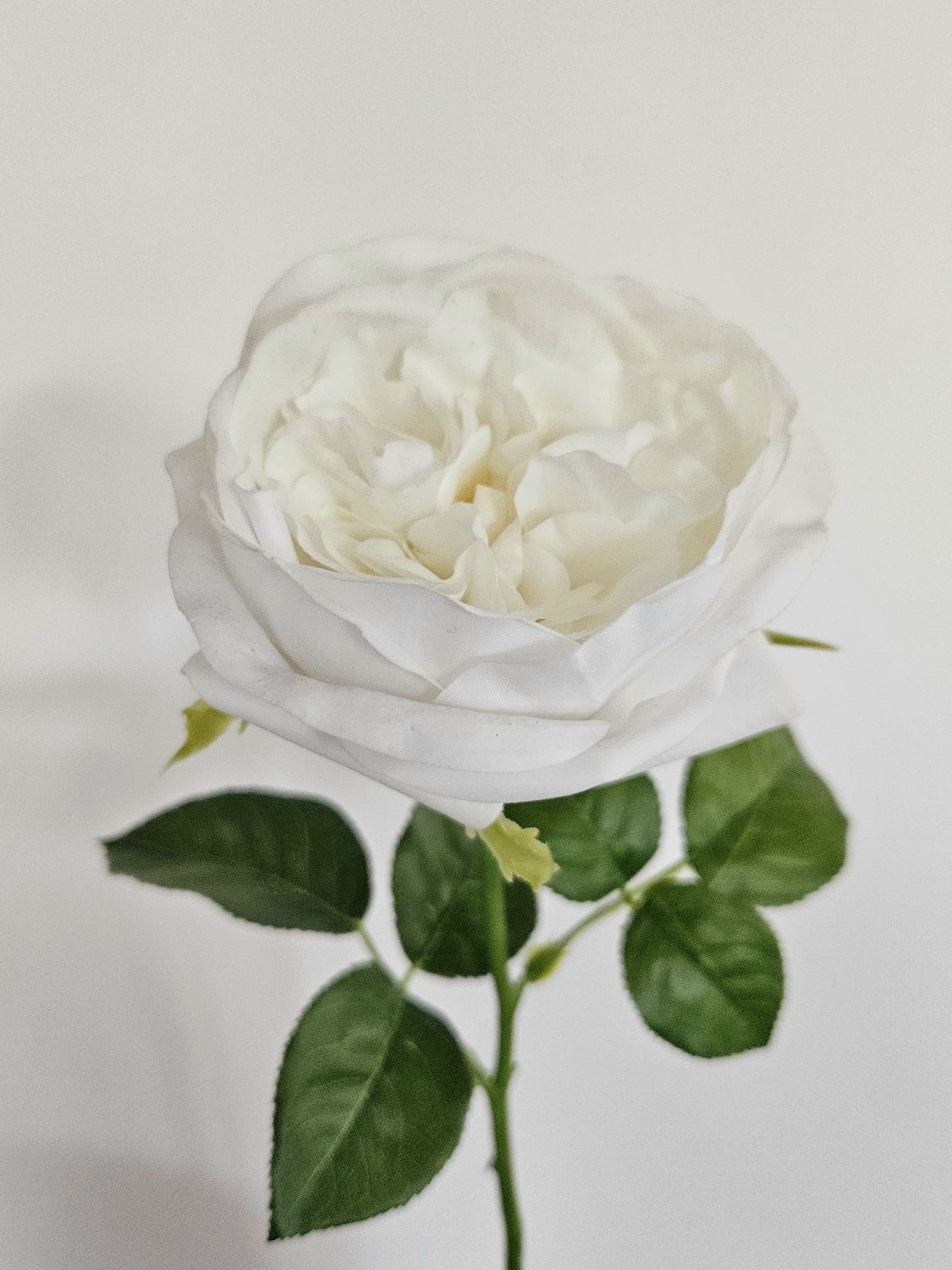 Rosa artificiale inglese, 65 cm, Real Touch Soft, crema-bianco