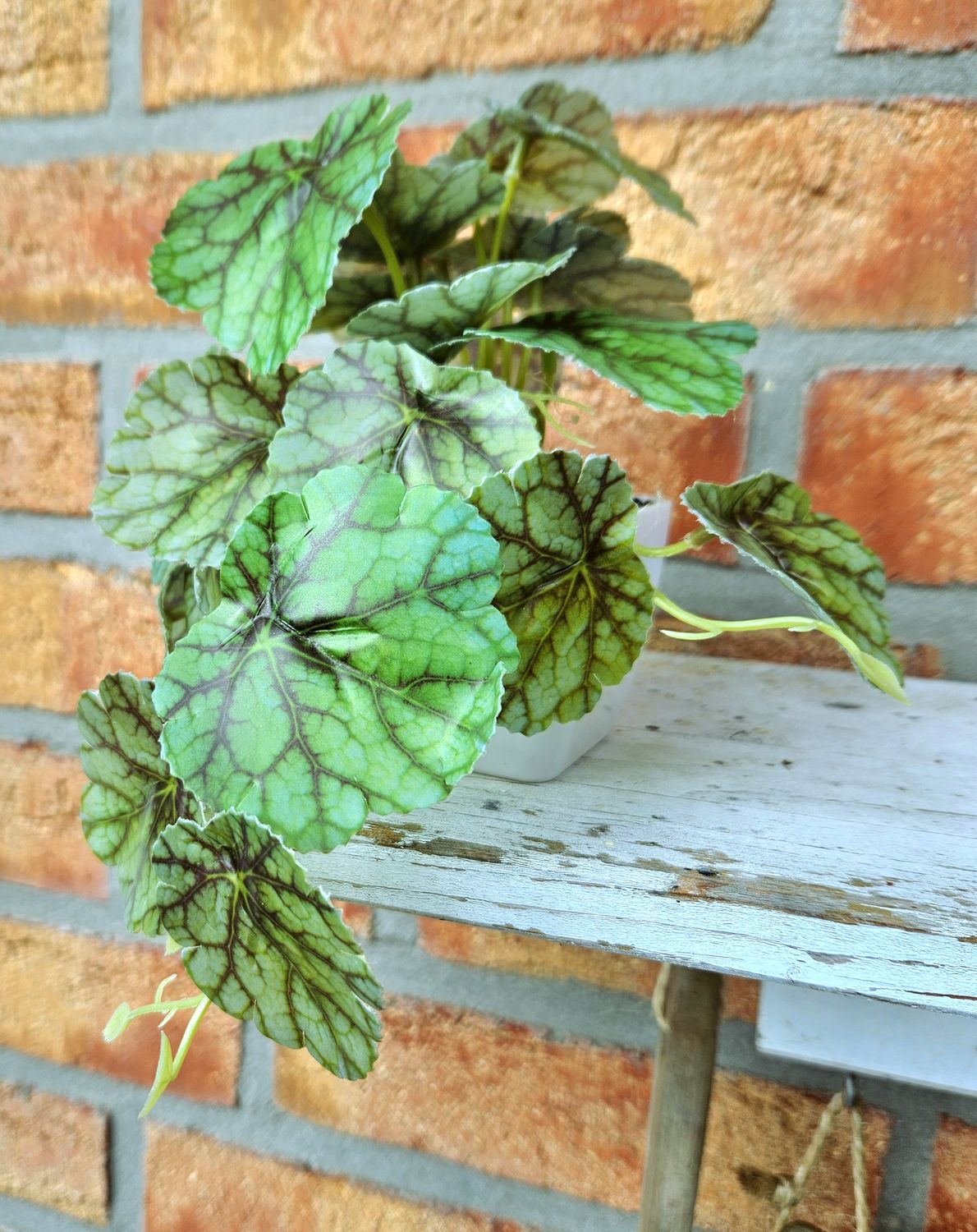 Kunstblume Buntnessel, hängend, getopft, 16 cm, frost-grün