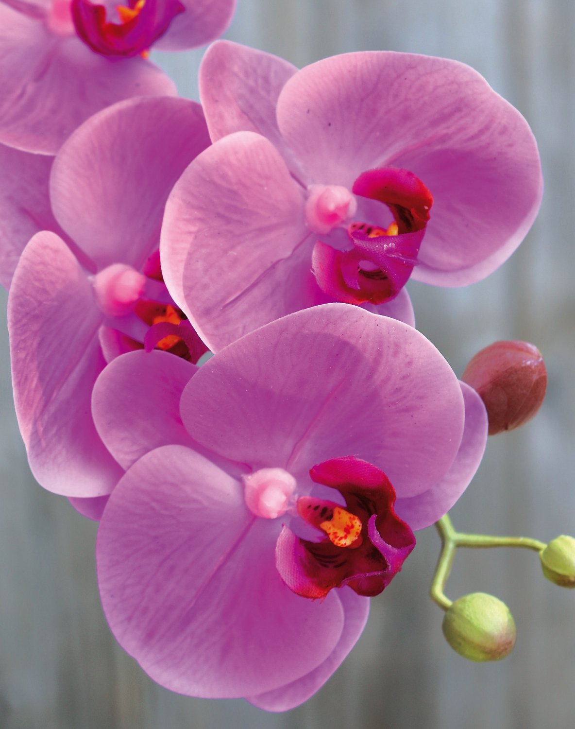 artplants.de Orchidea phalaenopsis Artificiale Cecile, Vaso di Ceramica,  Bianco, 100cm - Orchidea Finta - Fiore di Seta : : Casa e cucina