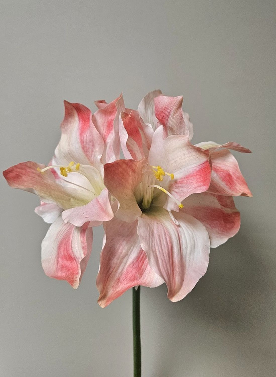 Artificial amaryllis, Real Touch, 80 cm, white-pink