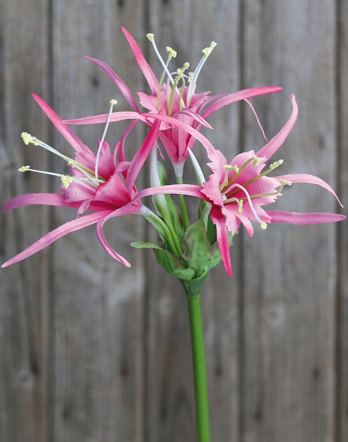 Künstliche Hymenocallis (Schönlilie), 78 cm, rosa